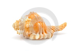 Seashell on white background