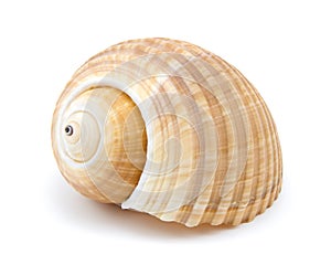 Seashell on white background