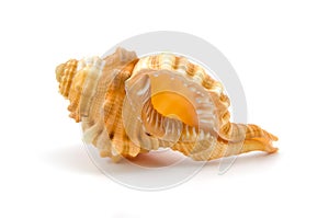 Seashell on white background