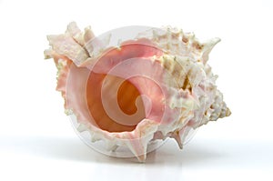 Seashell on white background