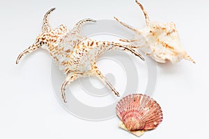 Seashell on white background