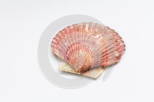 Seashell on white background