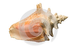 Seashell on white background isolated