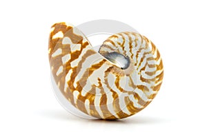 Seashell on white background photo