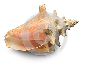 Seashell on white background isolated with shadow