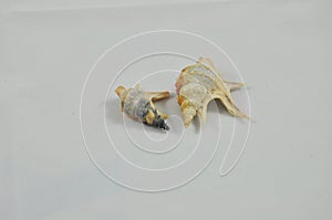 Seashell on a white background