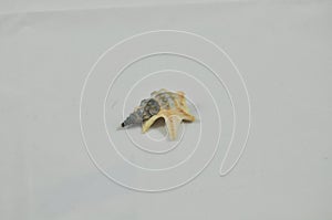 Seashell on a white background
