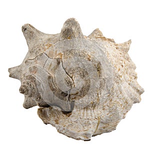 Seashell on White