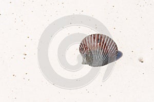 Seashell on white ocean beach sand. Tropical beach scene reflecting travel and relaxation.