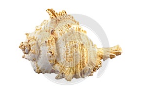 Seashell on white