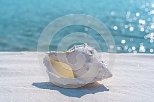 Seashell on a white sand and blue water background, space for text. Summer beach. Seashell on the sand.
