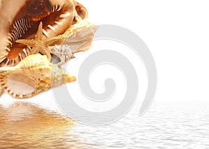 Seashell on white and their reflexion in water photo