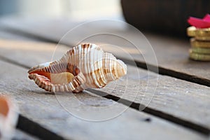 Seashell on a wooden background. Summer time concept