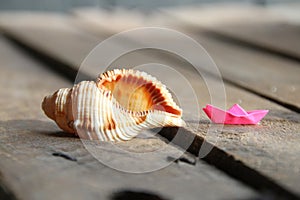 Seashell on a wooden background. Summer time concept.