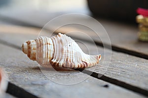 Seashell on a wooden background. Summer time concept.