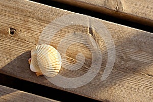 A seashell on a wooden dock