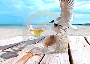 seashell on wooden top at beach cafe  seagul fly , glass of juice  sea landscape ,blue sky,marine water sunny day relaxation leis