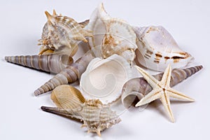 Seashells