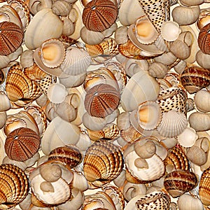 Seashells photo