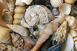 Seashells photo