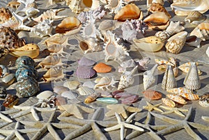 Seashells