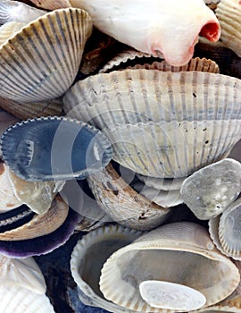 Seashells