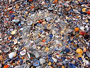 Seashells of all shapes, sizes and colors