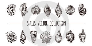 Seashells, ammonite, scallop, nautilus mollusc vector set. Hand-drawn sketch illustration. Collection of realistic sketches of