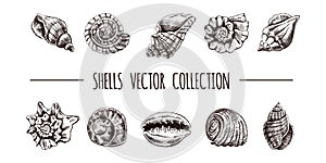 Seashells, ammonite, scallop, nautilus mollusc vector set. Hand-drawn sketch illustration. Collection of realistic sketches of