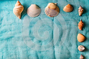 Seashells arranged on cian cloth background