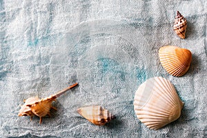 Seashells arranged on white cloth background