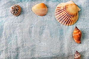 Seashells arranged on white cloth background