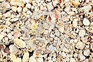 Seashells as a background