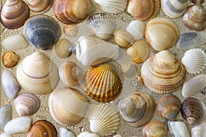 Seashells as background, sea shells collection natural