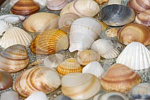 Seashells as background, sea shells collection natural