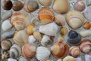 Seashells as background, sea shells collection natural