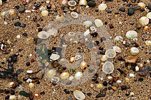Seashells with Assorted Stones and Seaweed on a Coastal Beach
