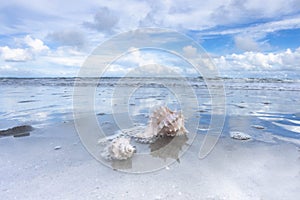 Seashells in Atlantic Ocean Water On Hilton Head Beach