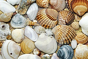 Seashells background photo