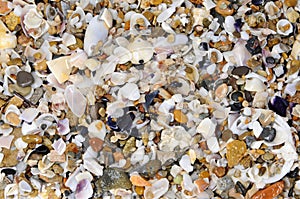 Seashells background