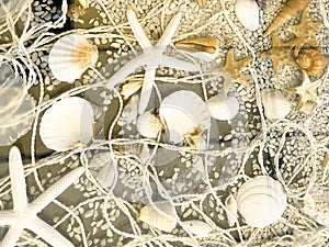 Seashells background