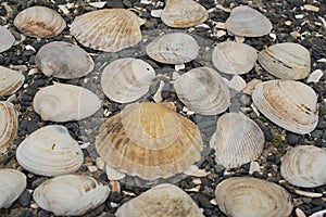 Seashells on a background sea pebbles.