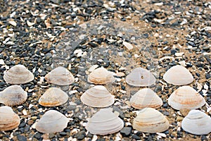 Seashells on a background sea pebbles.
