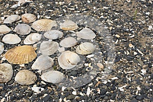 Seashells on a background sea pebbles.
