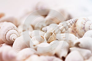 Seashells background