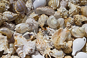 Seashells background. various empty shells of marine crustaceans in a tourist stall