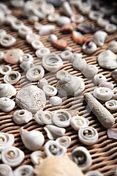 Seashells in a basket