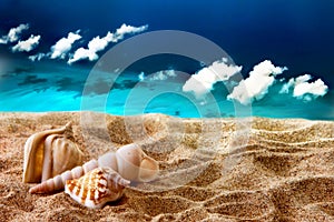 Seashells on the beach