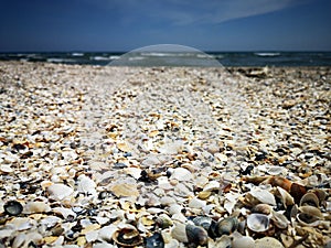 Seashells on the beach