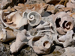 Seashells On the Beach